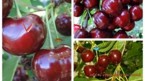 Вишня плодовая Прима-Жуковская-Харитоновская ? обзор: как сажать, саженцы вишни