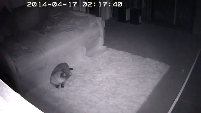 Чем занимаются кошки ночью? Часть4 смотреть онлайн