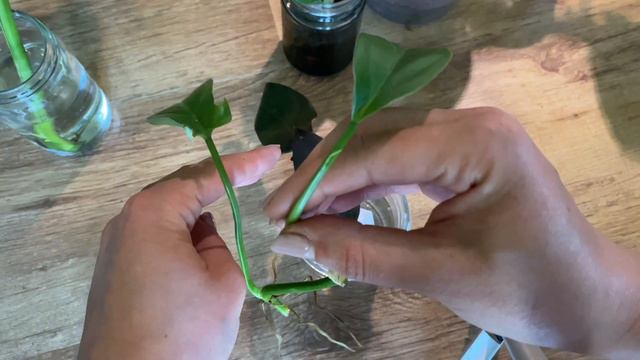 Roślinne aktualizacje PLANT TOUR Czerwiec 🌱 Moje rośliny domowe смотреть онлайн