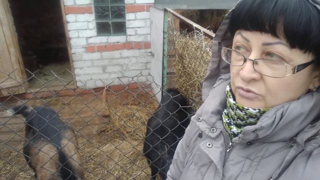 Можно ли содержать козу на болконе. смотреть онлайн