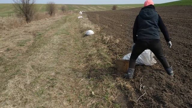 ПОСАДКА РАННЕЙ КАРТОШКИ ТРАКТОРОМ Т-25,СЕЗОН 2019/LANDING EARLY TOTAL TRACTOR T-25 смотреть онлайн