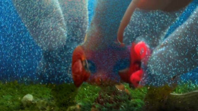 LPS: MV ~Не смотри по сторонам~ смотреть онлайн