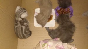 Чем кормить котенка в 1, 2, 3, 4 МЕСЯЦА