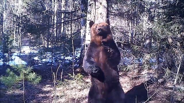 смешные животные, Танцующий медведь смотреть онлайн