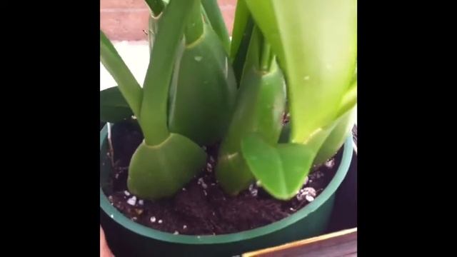 new "sweet sugar" oncidium orchid смотреть онлайн