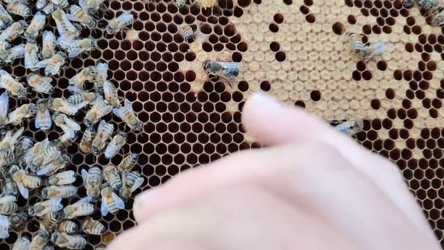Как узнать есть ли в пчелином отводке матка не видя её визуально☝️??? смотреть онлайн