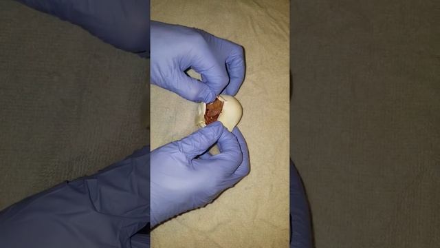 REM Ball Python Egg cutting 03/12/17 Christmas in March смотреть онлайн