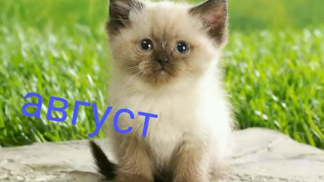 Какой ты котик по месяцам смотреть онлайн