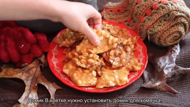 Что нужно для содержания хомяков? смотреть онлайн