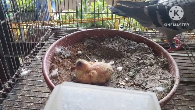KALAPATI NATIN, SA ILOCOS NA TUMIRA! WALANG NAKAUWE! BREED NA TAYO NG BAGONG WAWALAIN...LEZGOW смотреть онлайн