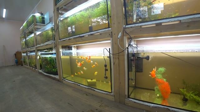 Запустил золотых рыбок в нерестовик смотреть онлайн