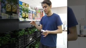 Клубника Альба: посадка, уход