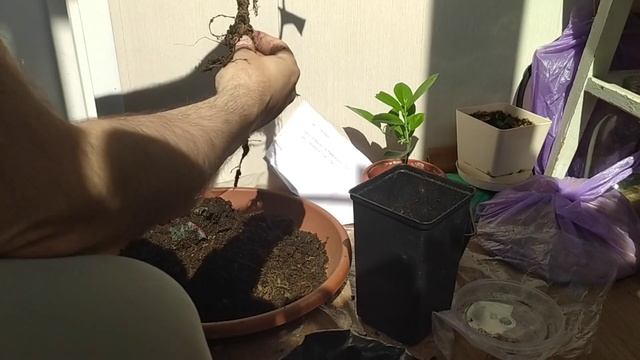 Питомник павловские лимоны 1 смотреть онлайн