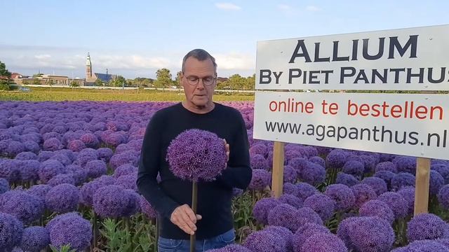 Allium Globemaster