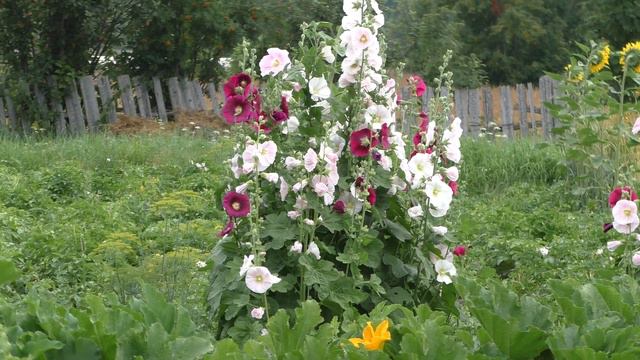 Хорошо в деревне летом!🏡 смотреть онлайн