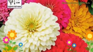 Цинния обыкновенная Калифорнийские Гиганты. Краткий обзор, описание характеристик zinnia elegans