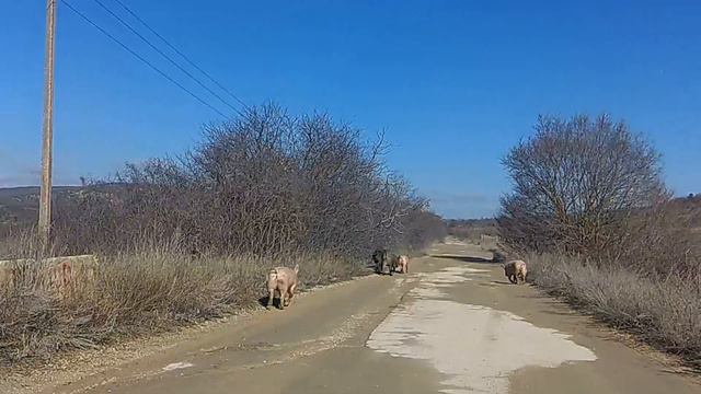 Стадо крымских диких кабанчиков смотреть онлайн