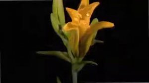 Песня для всех женщин на 8 марта от мужчин-коллег