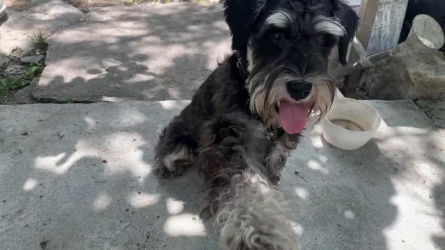 Цвергшнауцер Флинт на даче. Очень позитивный и жизнерадостный цверг))) смотреть онлайн