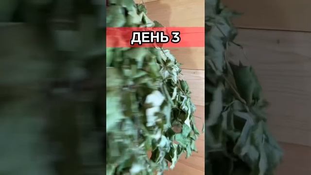 Как из метлы сделать банный веник (премиум веники) смотреть онлайн