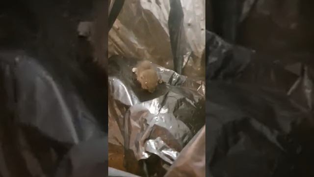 Жильцы дома в центре Благовещенска терпят нашествие маленьких мышей 1 смотреть онлайн