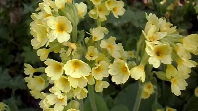 Wilde primula Slanke sleutelbloem смотреть онлайн