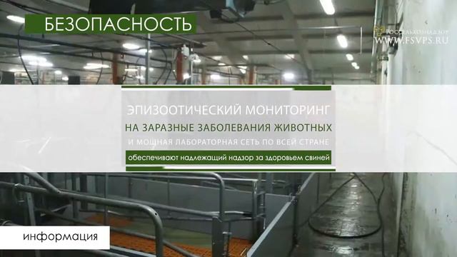Экспортный потенциал российского свиноводства смотреть онлайн