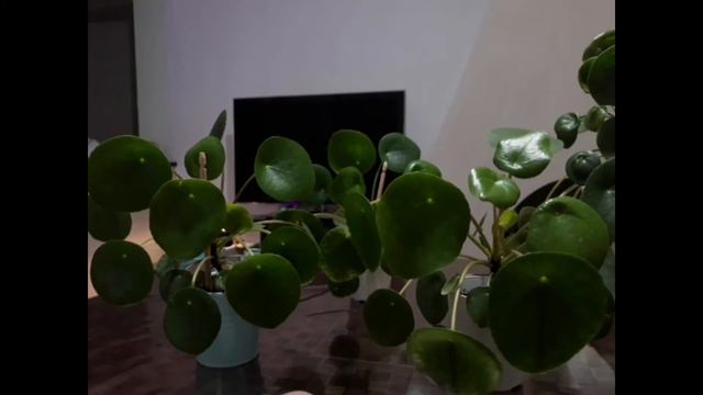 PILEA PEPEROMIOIDES TUTTO QUELLO DA SAPERE! смотреть онлайн