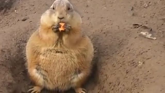 Fat prairie dog.Толстая луговая собачка смотреть онлайн