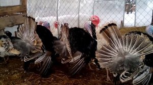 Смешные индюки разговаривают с человеком