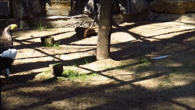 Самый общительный белоплечий орлан выбирает себе "добычу" 26.07.2022 смотреть онлайн