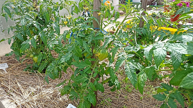 Сибирь. Обзор и формирование Томатных гномов. смотреть онлайн