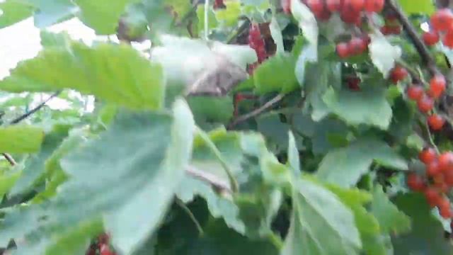 Красная смородина 2019 год. смотреть онлайн