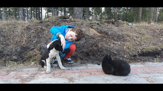 Кто же бросил эту маленькую собачку?Алан нашёл маленького щенка. смотреть онлайн