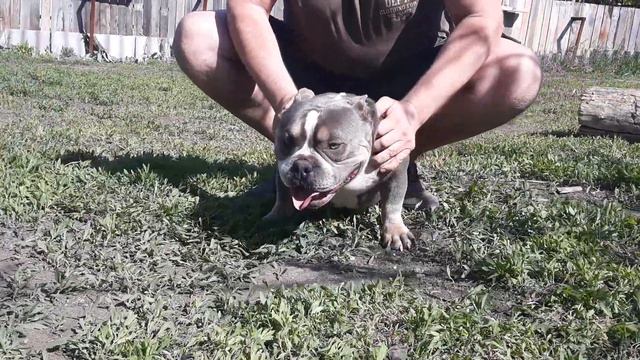 Американский булли❤Наш Шикарный парень Коп🔥💣 смотреть онлайн