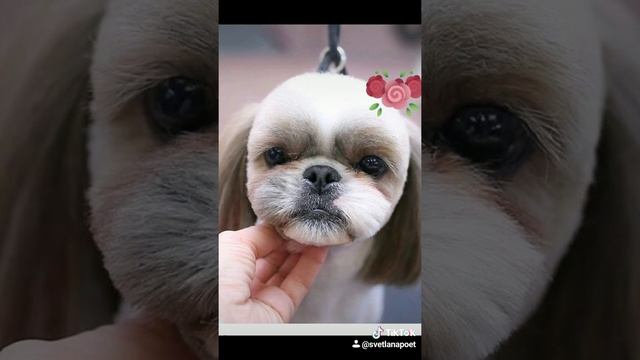 Красивые фото стрижек собачек в азиатском стиле+музыка смотреть онлайн