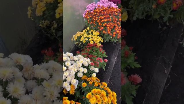 Как зимует хризантема мультифлора? смотреть онлайн
