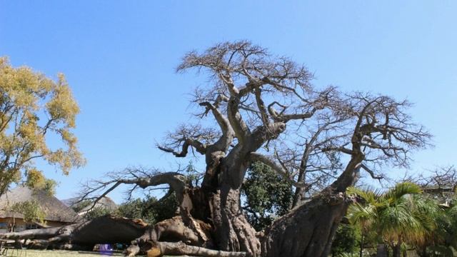 দেখুন মরতে শুরু করেছে হাজার বছর বয়সী গাছগুলো! start dead century years old trees - sunland baobab смотреть онлайн