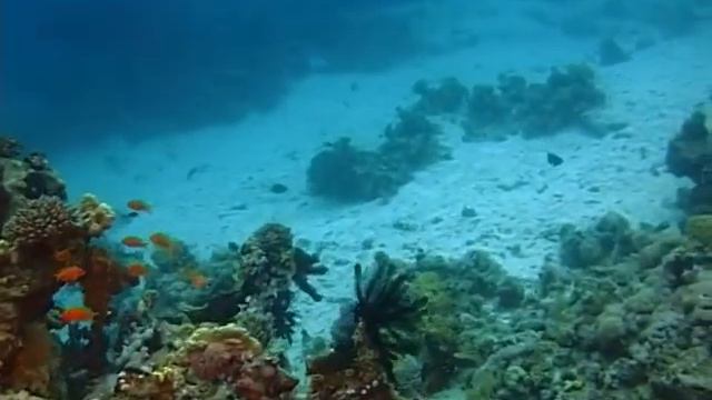 Шарм Эль Шейх. Подводный заповедник Рас Махаммед смотреть онлайн