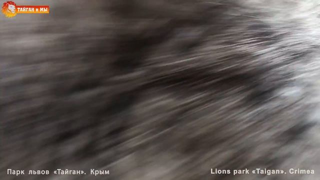 Супер - Ева нюхнула мяты ? Забавные волки Тайгана. Может, будут ещё волчата? Funny wolves . Taigan. смотреть онлайн