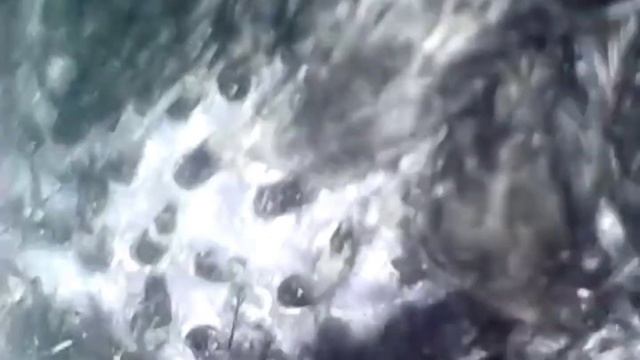 Осмотр кожи, перьев и слизистых клюва у серой вороны. смотреть онлайн