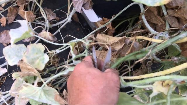 How To Prune Cantaloupe And Squash In The Greenhouse смотреть онлайн