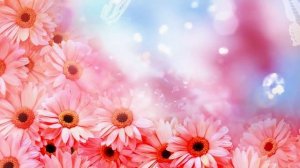 Розовые цветы. Футаж