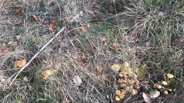 Грибной сезон ! Осенний сезон грибов стартует ! смотреть онлайн