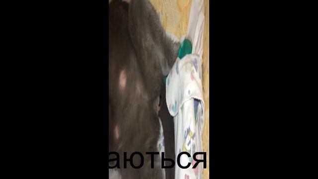Моя кошка рожает смотреть онлайн