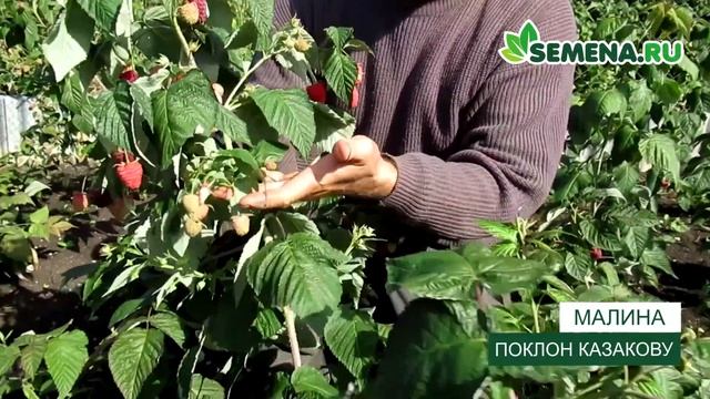 Малина Поклон Казакову смотреть онлайн