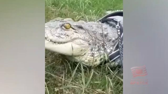 На улицах Ангарска был замечен крокодил на поводке Видео необычного променада появилось в соцсетях смотреть онлайн