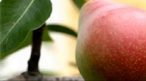 Разновидности груши бергамот