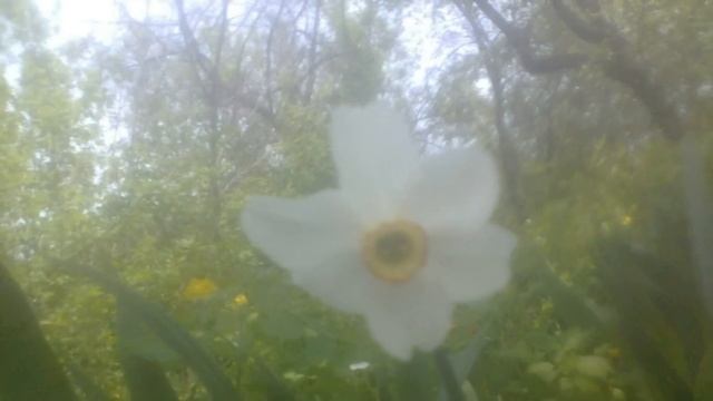 Beautiful flowers |красивые цветы смотреть онлайн