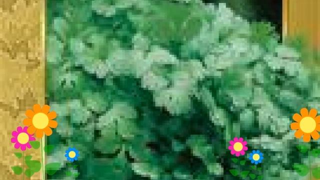 Кориандр Стимул (Stimul). Краткий обзор: Кориандр Стимул описание характеристик, где купить семена смотреть онлайн